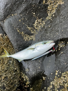フクラギの釣果