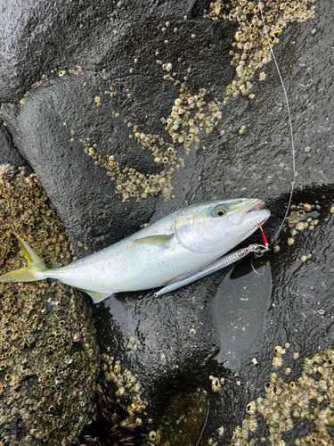 フクラギの釣果