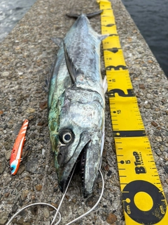 サワラの釣果