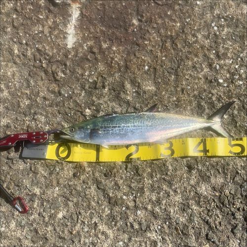 南港魚つり公園