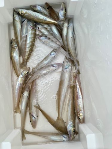 シロギスの釣果