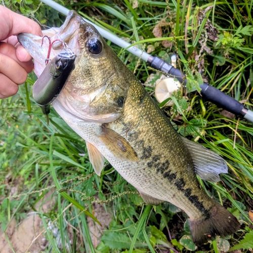 ラージマウスバスの釣果