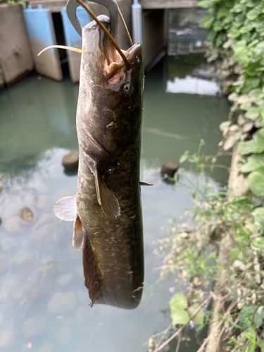 ナマズの釣果