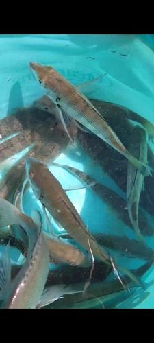 ハゼの釣果