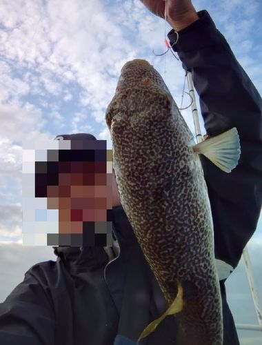 ショウサイフグの釣果