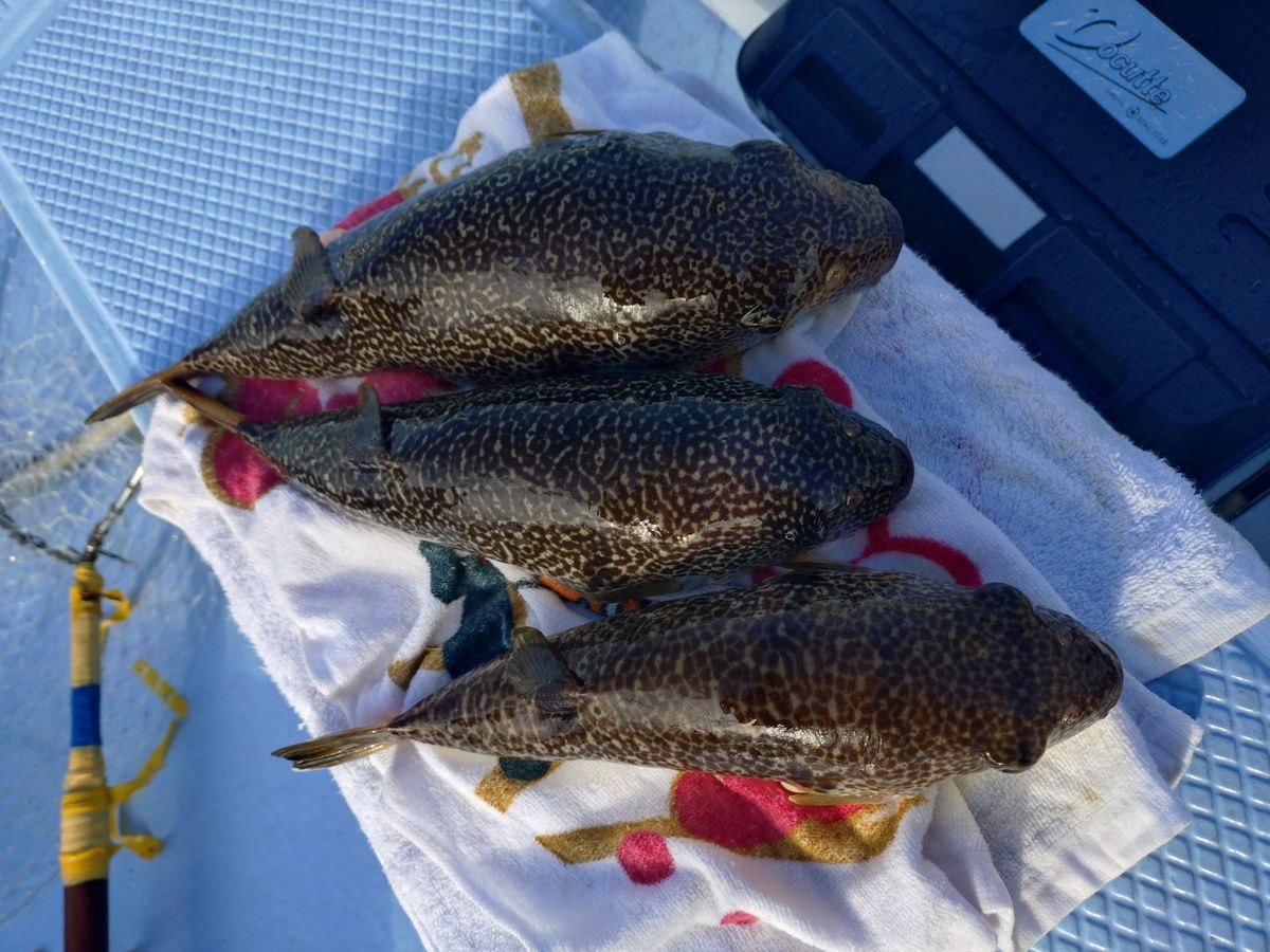 ポチョムキン上司の2番弟子さんの釣果 2枚目の画像