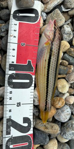 イソベラの釣果
