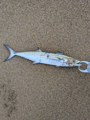 サゴシの釣果