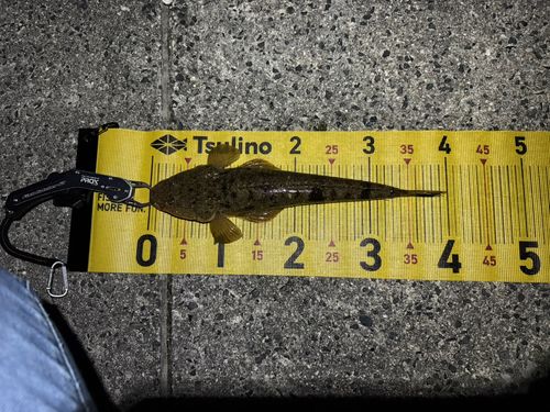 マゴチの釣果