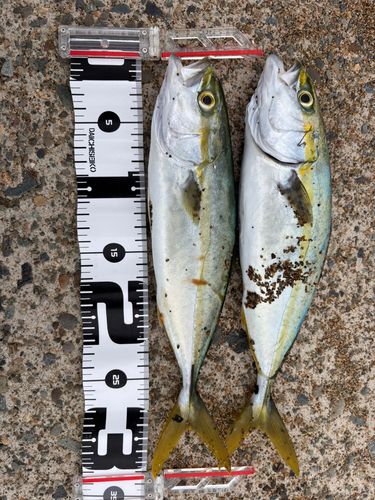 コゾクラの釣果