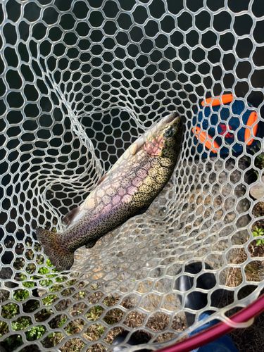 ニジマスの釣果