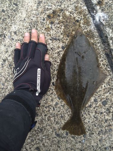 カレイの釣果
