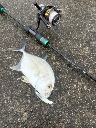 メッキの釣果