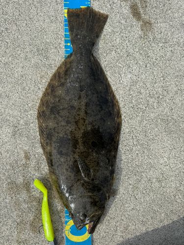 ヒラメの釣果