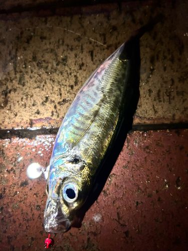 マアジの釣果