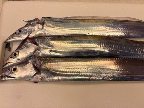タチウオの釣果