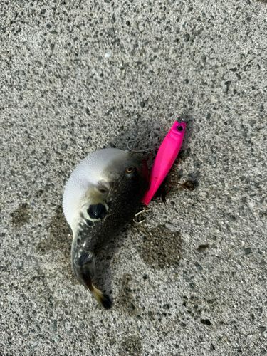 クサフグの釣果