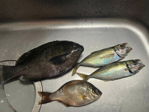 アジの釣果