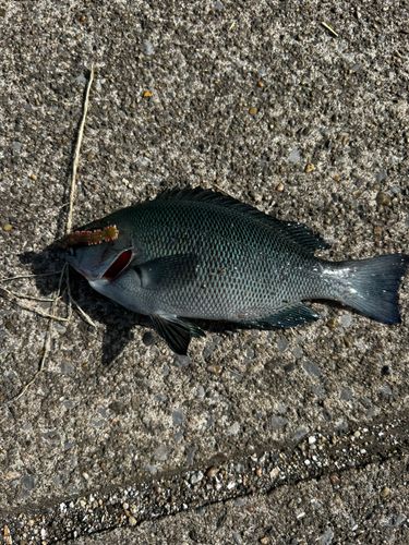 メジナの釣果