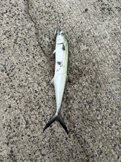 サゴシの釣果