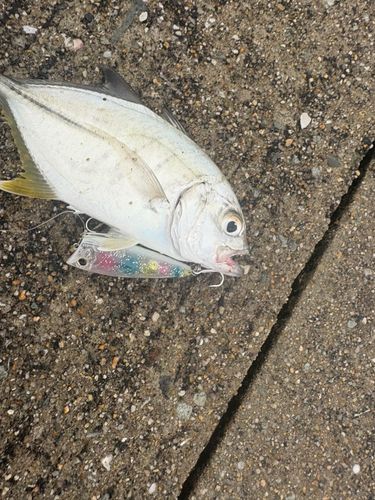 メッキの釣果