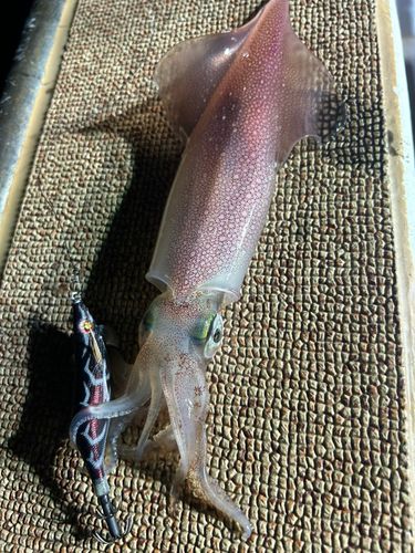 ケンサキイカの釣果