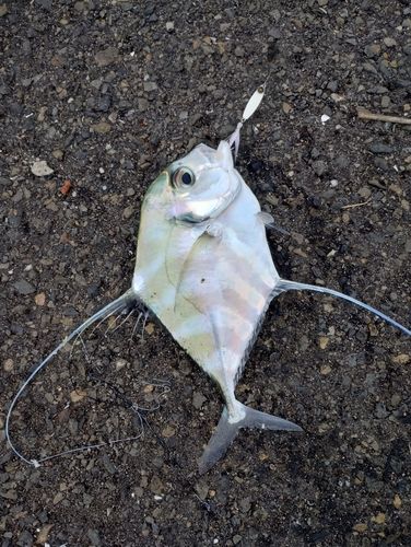 イトヒキアジの釣果