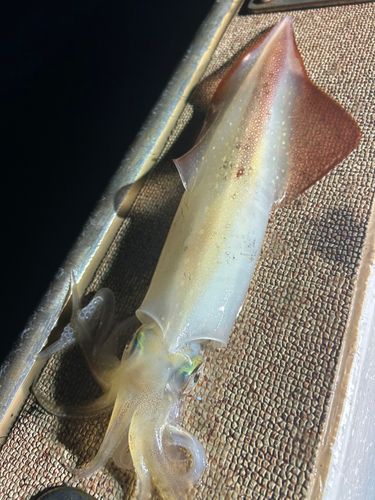 ケンサキイカの釣果
