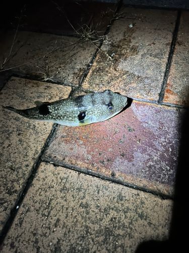 ショウサイフグの釣果