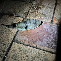 ショウサイフグ