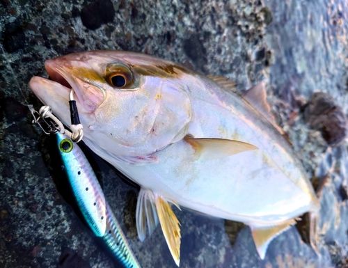 ネリゴの釣果