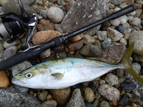 ツバイソの釣果