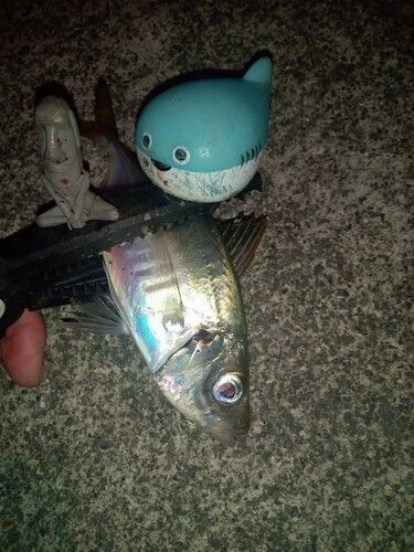 マアジの釣果