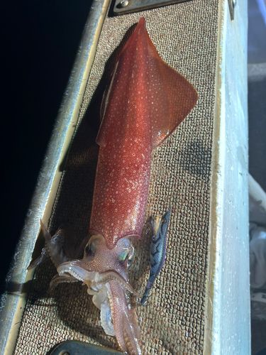 ケンサキイカの釣果