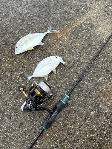 メッキの釣果