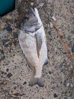 チヌの釣果