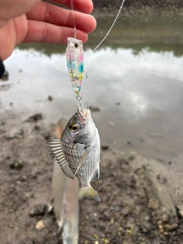 キビレの釣果