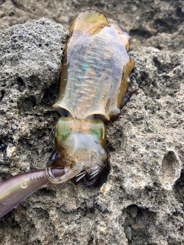 アオリイカの釣果