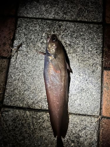 チゴダラの釣果