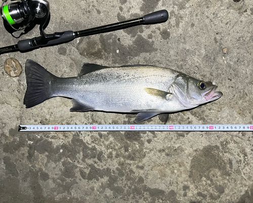 フッコ（ヒラスズキ）の釣果