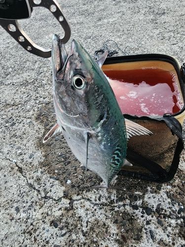 スマガツオの釣果