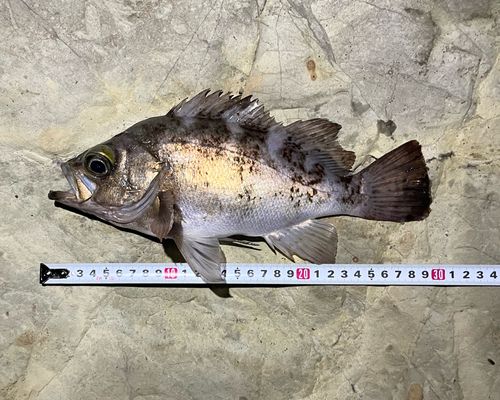 メバルの釣果