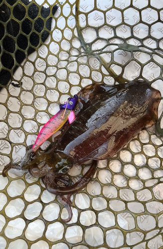 アオリイカの釣果