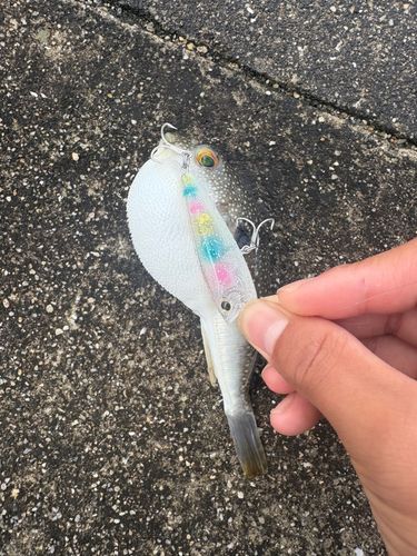 クサフグの釣果
