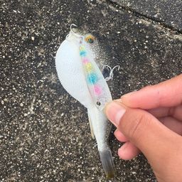 クサフグ