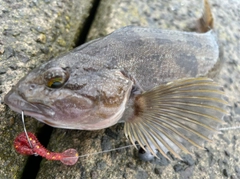 アイナメの釣果