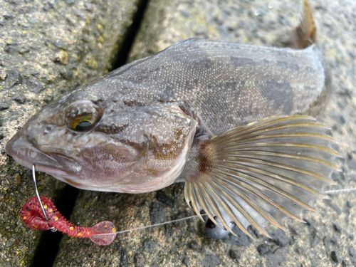 アイナメの釣果