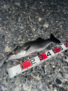 ヒラスズキの釣果