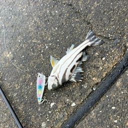コトヒキ