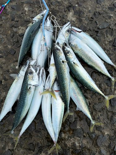 サバの釣果